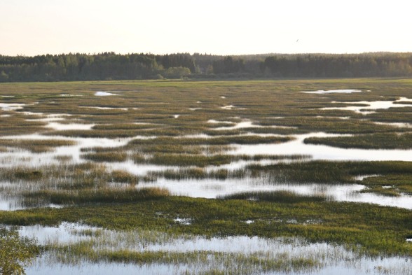 Puurijärvi