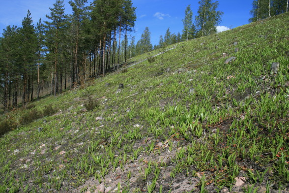 Säkylänharju