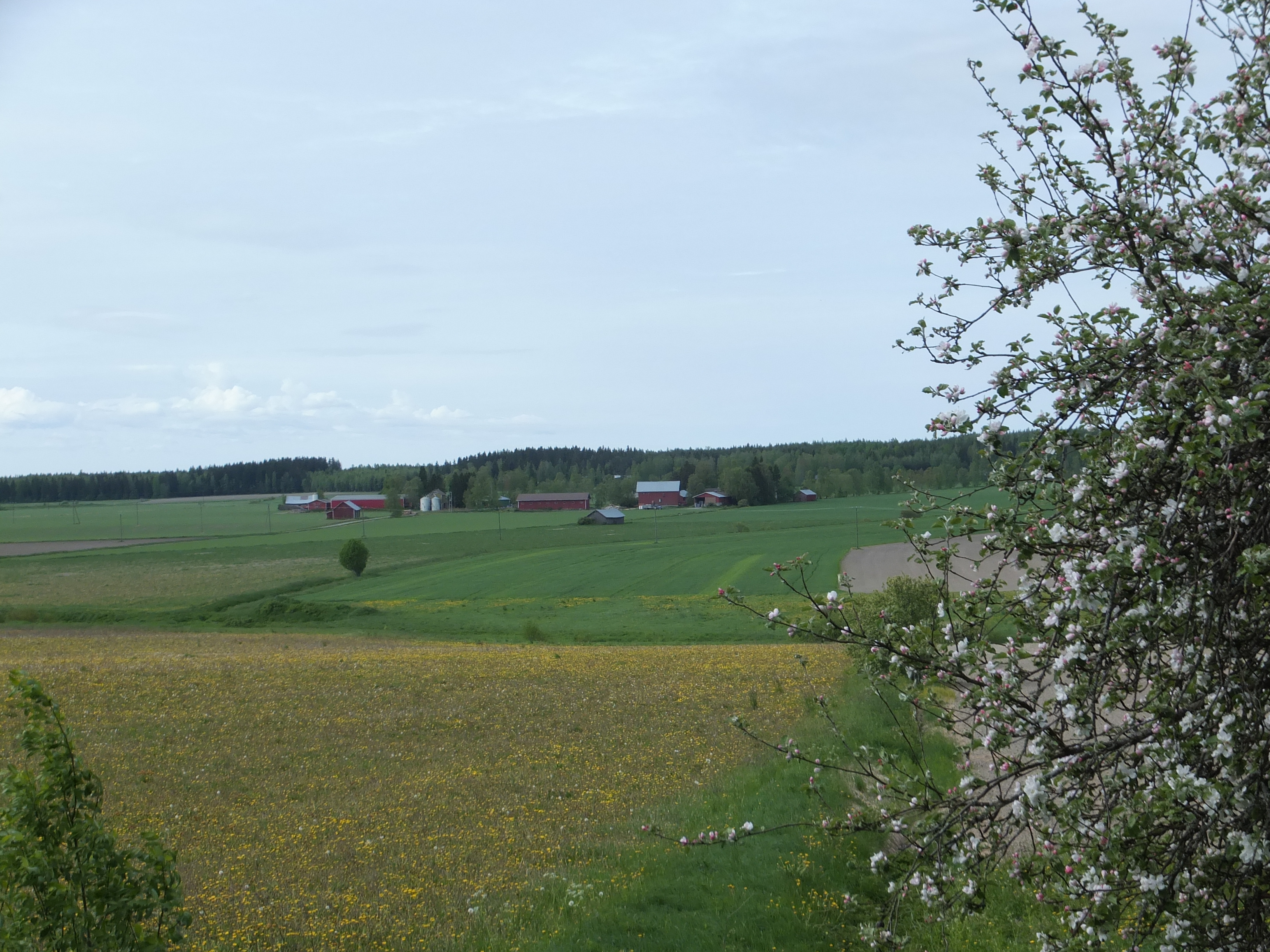 Punkalaitumen viljelymaisemaa