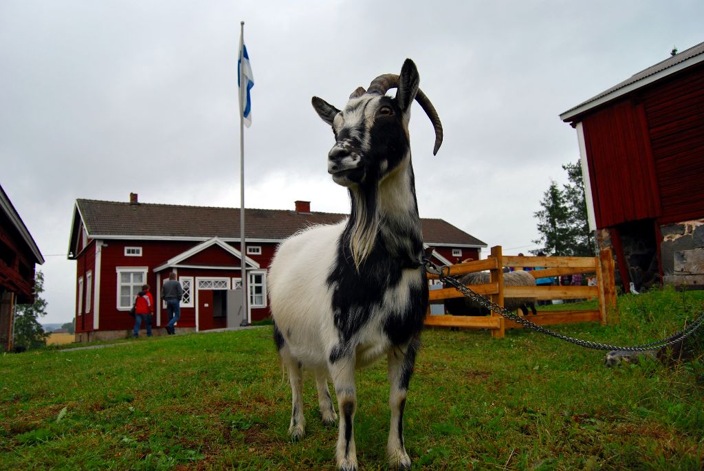 Koko perheen Perinnepäivä Keikyän Kotiseutumuseolla