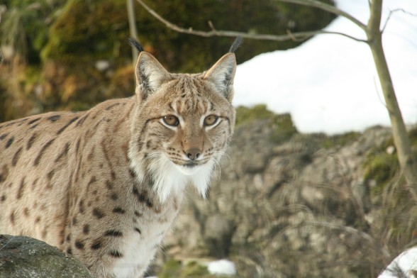 Ilves