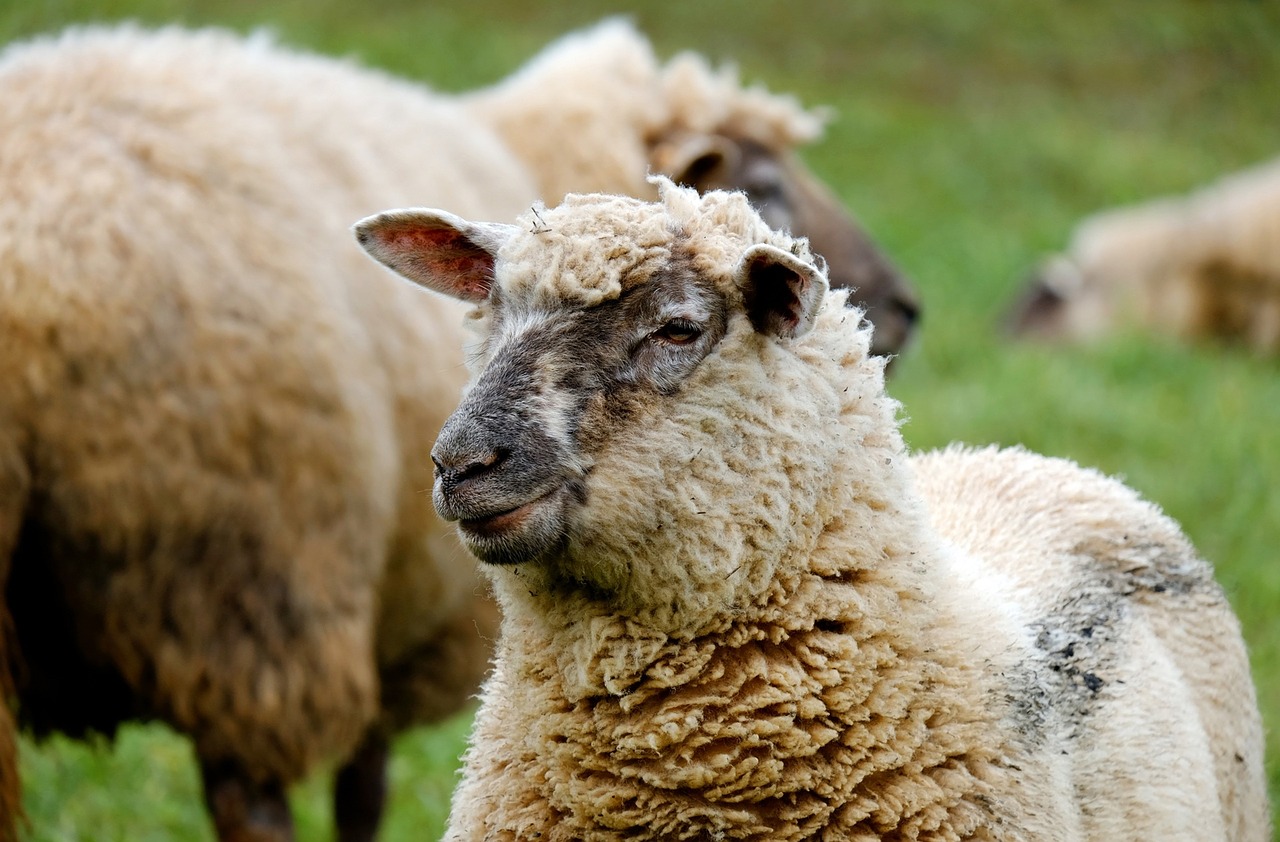 Lammas