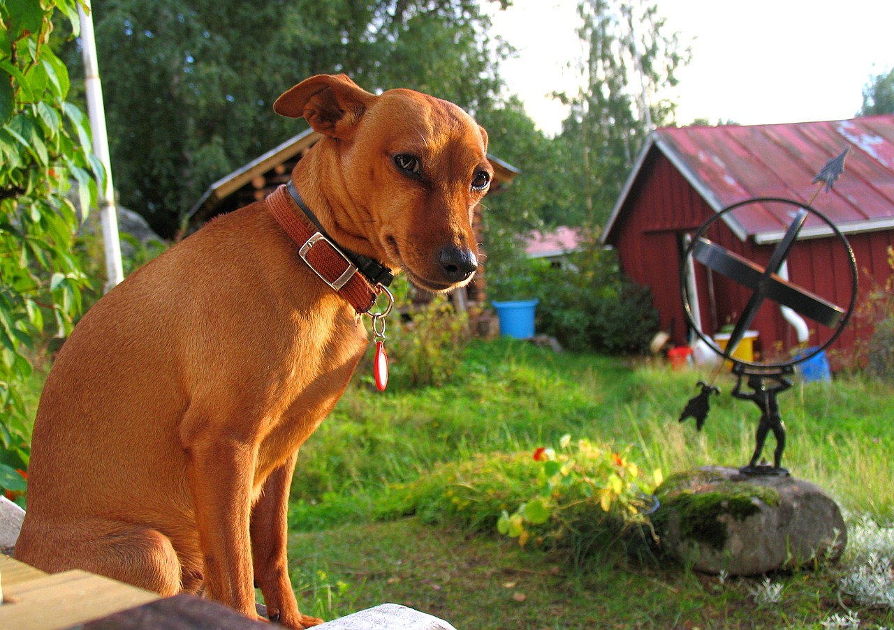 Kesämökki, koira