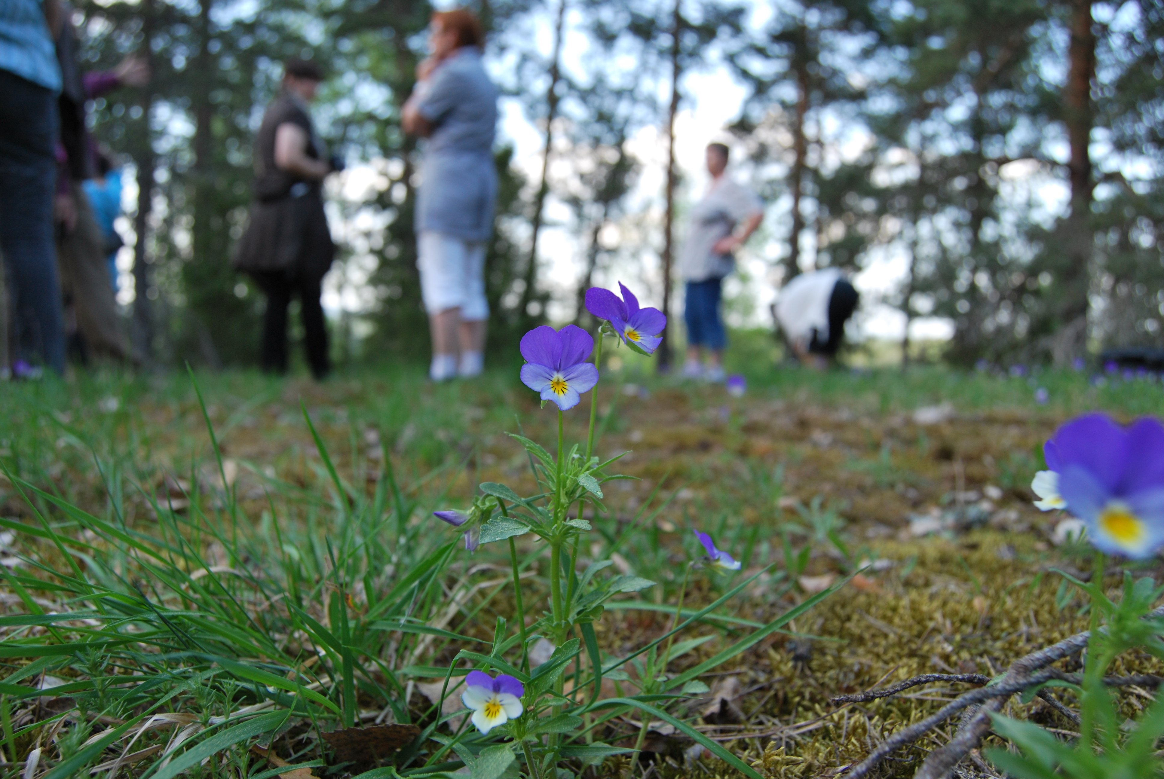 Pentin linnavuori