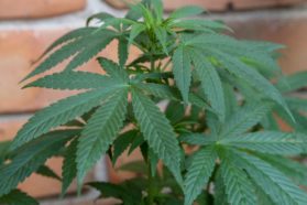 Kannabis, huume