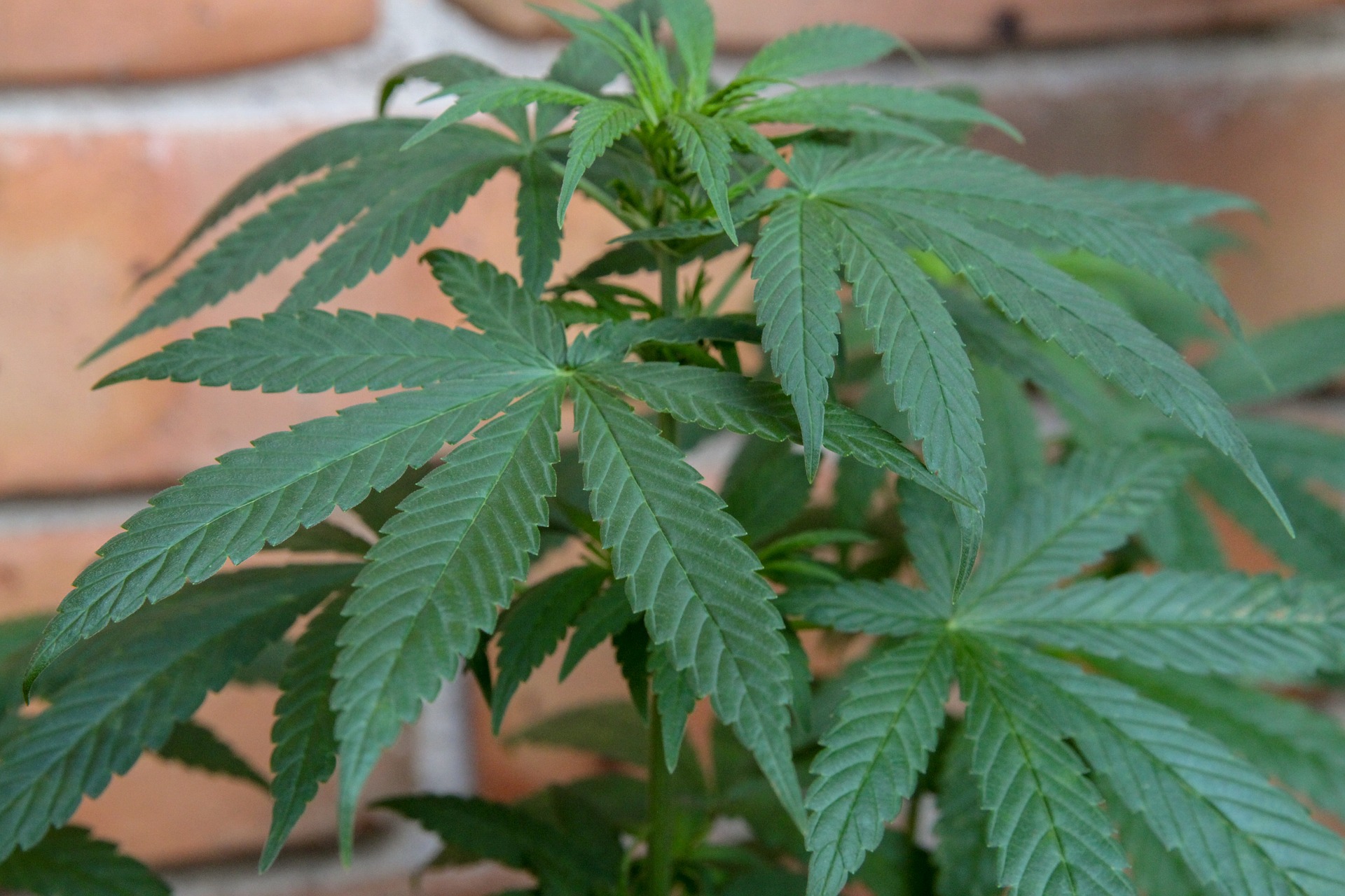 Kannabis, huume