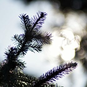 Joulukuusi, valo