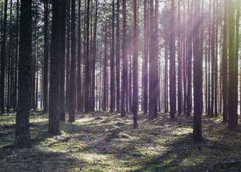Metsä, aurinko, auringonsäteet