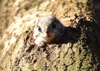 Liito-orava