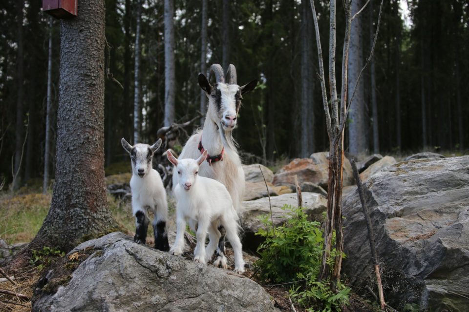 Kuttu, kilit, Tyrvää