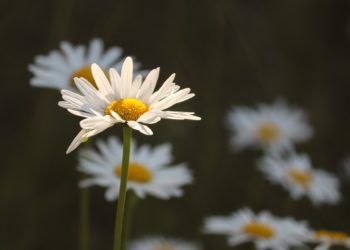 Päivänkakkaroita
