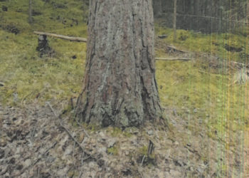 Männyn taimi