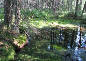 Lähde, allikkolähde