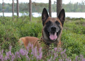 Rike, poliisikoira