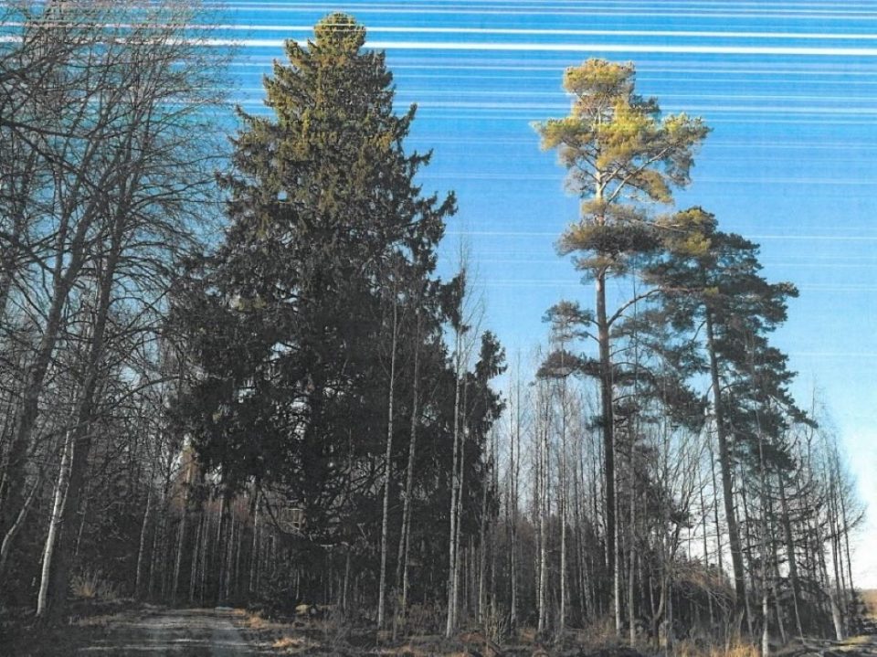 Holman kuusi