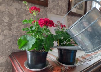 Viipurin Evakko, pelargoni, pelakuu