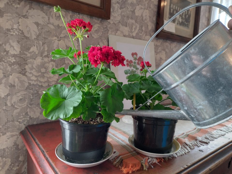 Viipurin Evakko, pelargoni, pelakuu