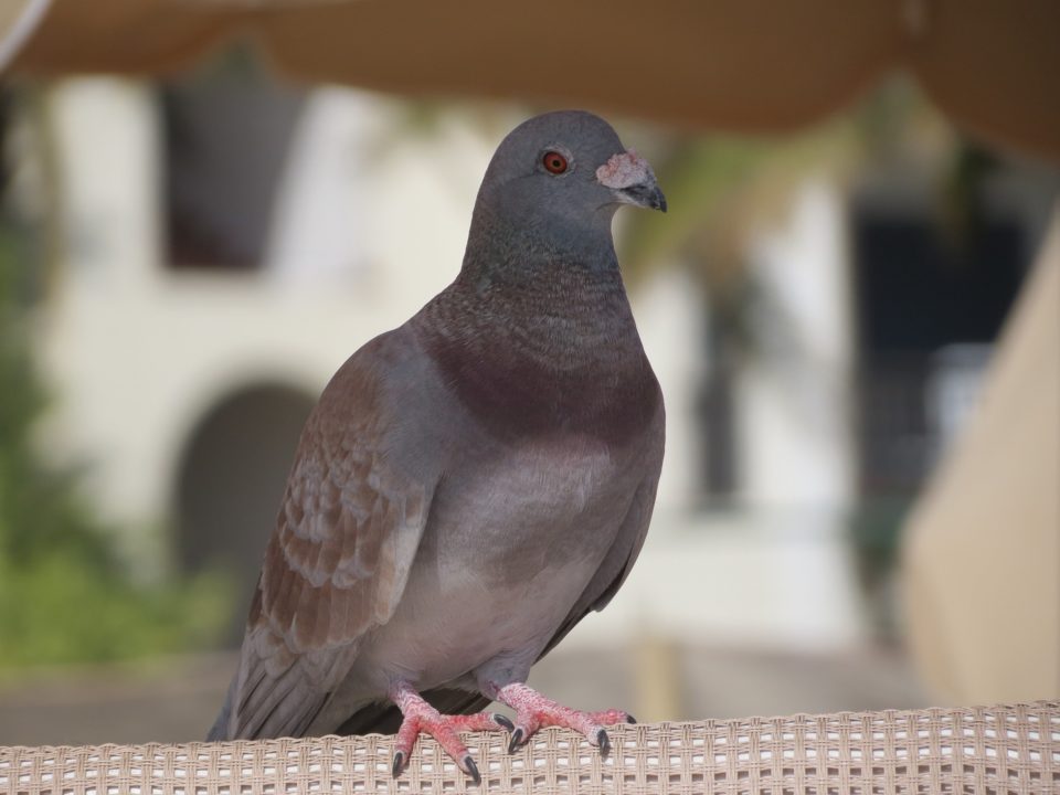 Kesykyyhky, pulu