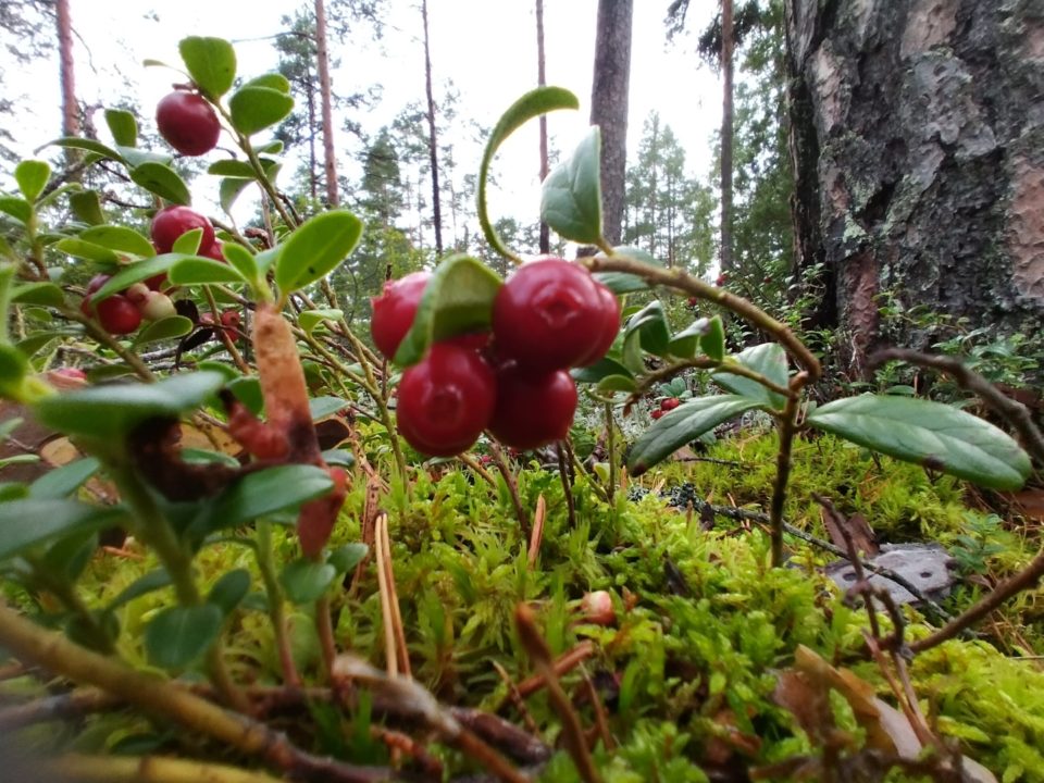 Puolukka