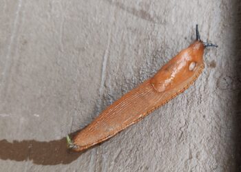 Espanjansiruetana, Huittinen